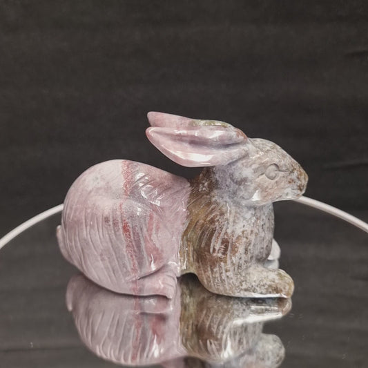 Ozean Jaspis Hase