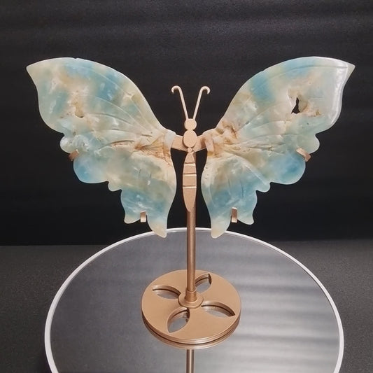 Caribbean Calcit Schmetterling auf Stand